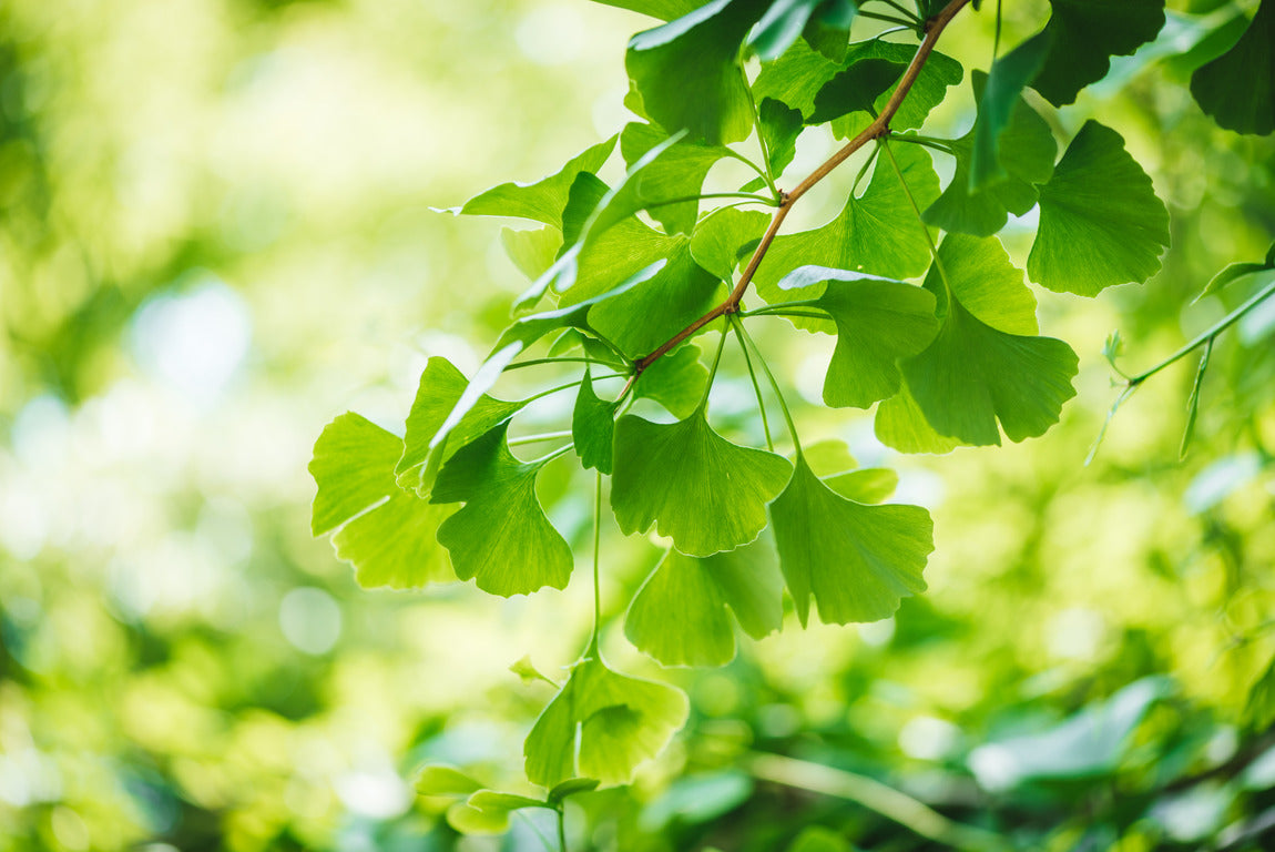 Sexual Benefits of Ginkgo Biloba Explained Bido